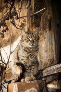 goodly Cat on tree