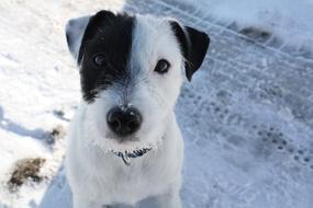 Portrait of the beautiful and cute, black and white dog on the snow