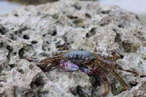 a crab on the sand of the beach