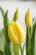 Tulip Easter Spring drawing