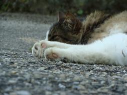 Cat lying on pavement with Paws aside