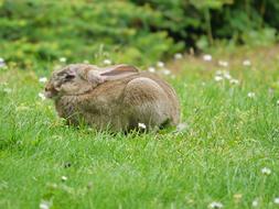 Rabbit Animals Nature