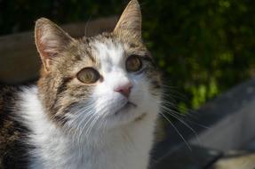 Beautiful, colorful and cute cat in Cihangir, Istanbul