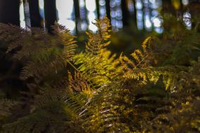 Plant Forest Nature