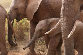 Elephants Africa