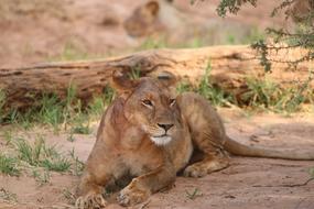 Lioness Africa