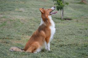 Collie Puppy Pet red white