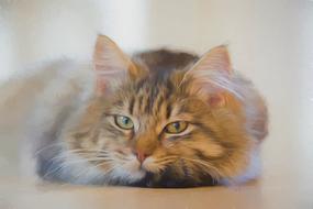 pensive cat close-up on a blurred background