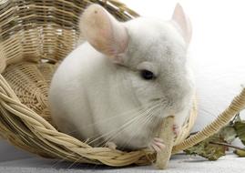 white chinchilla sits in a wicker basket
