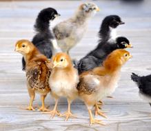 goodly Chicks