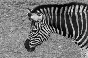 goodly Zebra Animal Zoo