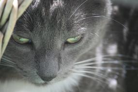 beautiful gray cat with green eyes close up