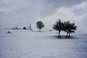 Tree Snow Winter