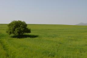 Tree Nature Landscape