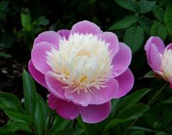 Peony Pink White Flower