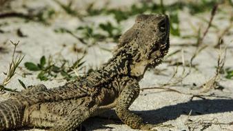 lizard is crawling on the sand