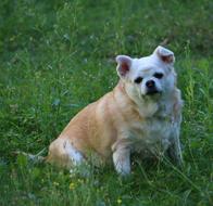 Chihuahua Small Dog on green grass