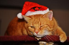 Cat Red Christmas hat sleep