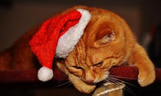 Cat Red Christmas Santa hat