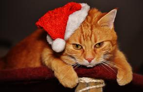 Red Cat with Santa hat on one ear