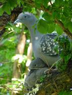 goodly Paloma Grey Bird