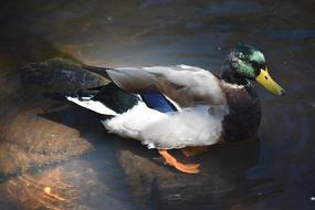 beautiful mallard stands on a stone in the water