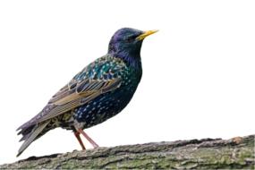 european starling side view