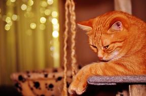 bright red cat close-up on a blurred background