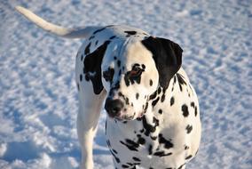 dalmatian walks in the snow