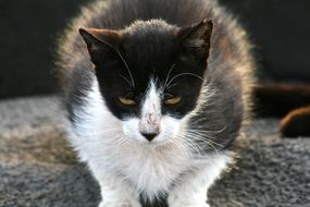 fabulous Cat Animal Whisker