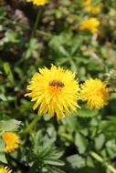 Dandelion Flower Bee Close