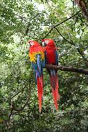 Macaws Birds Parrot