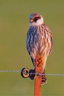 closeup photo of goodly Bird Falcon Of Prey