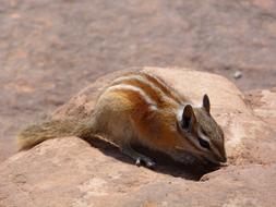 a squirrel in the sand