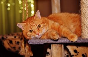 Cat Red Funny play