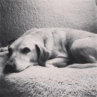 black and white photo of a lying labrador