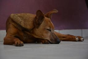 Dog sleep relax