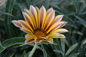 Gazania Flower Nature