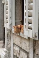 red cat is lying and looking out of the window