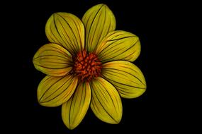 pattern design abstract yellow flower