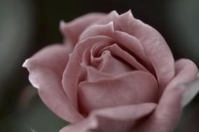 Rose Pink Bloom macro view