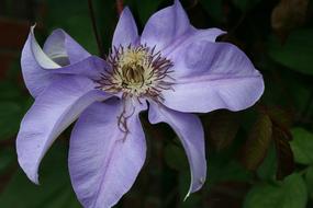 purple Flower Nature Blooming