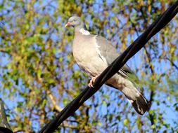 Ringdove rests on cable, bottom view