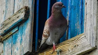 goodly Pigeon Bird on wooden Window