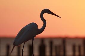 Water Bird at Afterglow