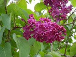 Pink Wisteria Plant