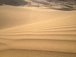Desert India Nature