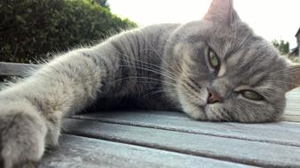 Beautiful and cute, grey and white cat lying on the wooden surface