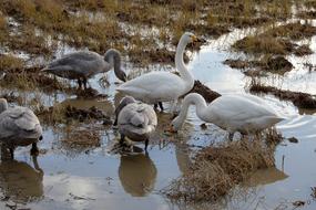 perfect Swan Waterfowl