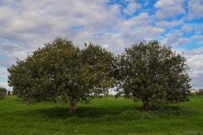 Trees Meadow Landscape